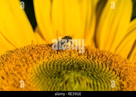 Eine Honigbiene (Apis mellifera carnica) sammelt Pollen auf eine gelbe Sonnenblume (Helianthus annuus) Stockfoto