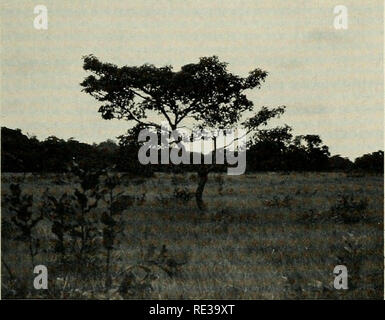 . Eine ecogeographic Analyse Der herpetofauna der Yucatan Halbinsel. Amphibien, Reptilien, Amphibien, Reptilien. YUCATAN HERPETOFAUNA 19 Stadt La Libertad (16° 47' N, 90° 07' W), Abteilung für El Peten, Guatemala, bei einer ungefähren Höhe von 210 m. Der Ort liegt auf einer Savanne char - sich insofern auszeichnet, als durch offenen Weiten der Gras durch die kleine Strauchigen abgeflachter Bäume, vor allem die nanze (Byrsonima Crassifolia) (Abb. verstreut. 12). Inseln typischen Waldrand Bäume wie z.b. Bursera simaruba und Cecropia spp. Punkt der Hut Landschaft. Lundell (1937) ausführlich über die Botanik gemeldet Stockfoto