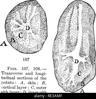 . Ein praktischer Kurs in Botanik, mit besonderer Bezugnahme auf seine Lager für Landwirtschaft, Wirtschaft und sanitären Einrichtungen. Botanik. Das Auge? (100.) das Bild. 106. - Kartoffel knolle mit Lenti - Oels, A, A, oder Poren für Luft an der Oberfläche; S, Leaf Maßstab, oder Narbe. Skalen treten in jedem normalen Bestellung, Gegenteil, oder abwechselnd mit einander, wie die Blätter an einem Schaft? Auf der Oberfläche für eine Reihe von kleinen, linsenförmigen Dots (A, A, Abbildung aussehen. 106) unregelmäßig über es verstreut. Diese sind die Poren mit Kohlensäure genannt Lentizellen, und sind in den meisten dicotyl stammt. Ihre Anwesenheit helfen, leichte o Werfen Stockfoto