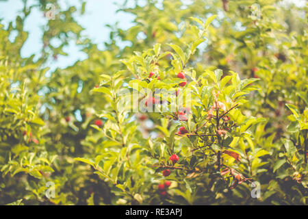 Frische Acerola Kirsche auf dem Baum (Malpighia emarginata) - azerola Raw Stockfoto