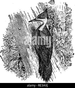 . Nester und Eier der nordamerikanische Vögel. Vögel, Vögel. NORTH AMERICAN BflfnS! 273. 405. PiLEATED Woodpecker (Froui Beal). 406. Bett - vorangegangen WOODPECKEB. (Melanerpes erythrocephalus Linn.) Geog. Dist.-United States und britischen Provinzen, im Westen bis zu den Rocky Mountains, oc-casionally weiter. Seltene oder casual Osten ot Hudson River. Einer der bekanntesten Vögel im Osten der Vereinigten Staaten. Es ist fast überall - in tiefen Wäldern und offenen Wald gefunden, in Olivenhainen, Obstgärten und einsame Bäume in Feldern, oder entlang der Roa: dside, und auf dem offenen Prärien. Ein Vogel der vielfältigen Tricks und Umgangsformen - Einige commendab sind Stockfoto