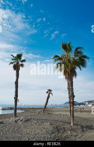 Palmen am Strand. El Palo, Málaga, Spanien. Stockfoto