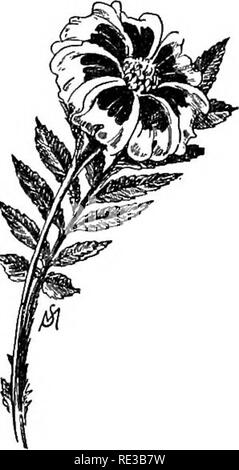. Vertraute Blumen von Feld und Garten;. Botanik. EI Dorado Ringelblume.. Legion d'Honneur Ringelblume.. Bitte beachten Sie, dass diese Bilder sind von der gescannten Seite Bilder, die digital für die Lesbarkeit verbessert haben mögen - Färbung und Aussehen dieser Abbildungen können nicht perfekt dem Original ähneln. extrahiert. Mathews, F. Schuyler (Ferdinand Schuyler), 1854-1938. New York, D. Appleton und Co Stockfoto