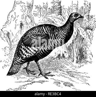 . Nester und Eier der nordamerikanische Vögel. Vögel, Vögel. 182 NESTER UND EOGS von. * * Wilde Türkei von Mittelamerika, Meleaffris ocetlata (von Brehm). 310 ein. MEXICAIT TUKKEY. Meleagris gullopavo Mexicana (Gould.) Geog. Dist.-Tabelle - Land der Mexiko, bis zur südlichen Grenze der Vereinigten Staaten; Western Texas nach Arizona. Die Türkei liegt im Westen von Texas, New Mexico, Arizona gefunden und gegen Mittag; in geeigneten Gemeinden es reichlich ist. In verschiedenen Bergketten in ganz New Mexico Es ist sehr häufig. Nach dem Ansatz von Winter sie verlassen ihre Sommer spukt, und fahren Sie den Fuss und die me Stockfoto