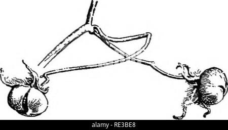 . Praktische Botanik. Botanik. Saatgut DISTEIBUTION 153 das Elm (Abbn. 137-139), und das getuftete der Distel und der ironweed (Abb. 141). Die Samenkapseln der Mohn, der Morgen - Herrlichkeit (Abb. 142), die nachtkerze (Abb. 144),. Bitte beachten Sie, dass diese Bilder sind von der gescannten Seite Bilder, die digital für die Lesbarkeit verbessert haben mögen - Färbung und Aussehen dieser Abbildungen können nicht perfekt dem Original ähneln. extrahiert. Bergen, Joseph Y. (Joseph Jung), 1851-1917; Caldwell, Otis William, 1869 - Gemeinsame Thema. Boston, New York [etc. ] Ginn und Unternehmen Stockfoto