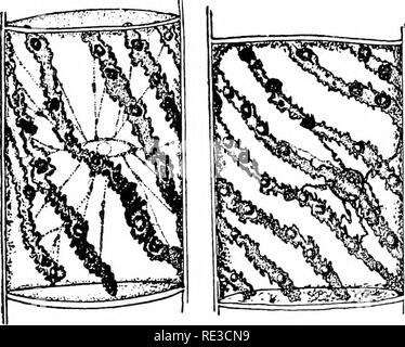 . Elementare Botanik. Botanik. Physiologie. Ergebnisse mit Hilfe des Mikroskops. Das jod gibt eine gelblich-braune Farbe in das Protoplasma, und es können mehr deutlich gesehen werden. Der Kern ist auch viel mehr im Vordergrund, da es Farben tief, und wir nicht wahrnehmen können, im Kern eine kleine gerundeten Körper, manchmal mehr, der nukleolus. Das jod Hier tötet und Flecken das protoplasma. Die proto-keimplasma, jedoch in einem lebenden Zustand wird für eine Zeit, einige andere Reagenzien widerstehen. Wie wir sehen werden, wenn wir es mit einem Prozent wässrige Lösung eines Farbstoffes bekannt als Soj;&gt zu beflecken versuchen; z. Lassen Sie uns den Berg Stockfoto