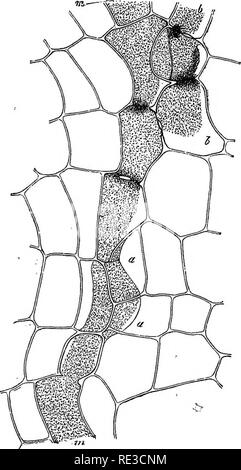 . Vergleichende Anatomie der vegetativen Organe Der phanerogamen und Farne;. Anlage Anatomie; Farne. LATICIFERGUS SCHIFFE. 189 ob diese coagula wirklich sind Latex, kam als solche aus dem Röhrchen, und nicht Produkte der Gerinnung von Flüssigkeiten, die durch die Wände der Blutgefässe verbreitet hatte. § 4'j. Die Unterschiede der beiden Kategorien von laticiferous Rohre hängt von bestimmten Phänomenen ihrer Entwicklung und die Form. Der Gelenkbus Serie, wie Typen, die die Der Cichoraceae, Papaveraceae, und Papayacese dienen können, ergeben sich aus der Reihe der lang gestreckten Zellen des Meristems (oder kambium Stockfoto