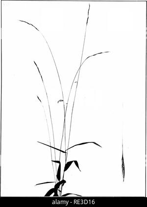 . Das Buch von Gräsern; ein Leitfaden für die gemeinsame Gräser dargestellt, und die häufigsten Der binsen und Seggen. Gräser; Juncaceae; Cyperaceae. Lange - AWNEI) W () OII 41 KASS {Bradiyelylnim craium). Uik M niLtura. Größe. Ich spikclil likirKed durch zwei und eine Hälfte. Bitte beachten Sie, dass diese Bilder sind von der gescannten Seite Bilder, die digital für die Lesbarkeit verbessert haben mögen - Färbung und Aussehen dieser Abbildungen können nicht perfekt dem Original ähneln. extrahiert. Francis, Mary Evans. Garden City, N.Y., Doubleday, Page&amp; Co. Stockfoto