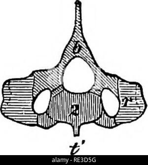 . Lehrbuch der Zoologie. Zoologie. Schwein. 383. Achse eines yoimg Schnabeltier (Ornithorhynchus) von tlie Links (A) und von hinten (B). 1 Centrum der ersten zervikalen vertehra, 2. des zweiten, b Arch, r Rib, t'minderwertig Wirbelsäule. In B die Bögen, Centrum, und Rippen schattiert in. sind verschiedene Möglichkeiten. - Orig. Der Anterioren, haben in der Regel gut entwickelte transversale Prozesse, dnd tragen oft V-förmigen Knochen, wie die von vielen Reptilien, auf der ventralen Seite; die hinteren Rutenwirbel sind immer mehr oder weniger unvollkommen entwickelt, besonders das letzte (Bögen und |) rocesses ausarten). Die Rippen immer Co Stockfoto