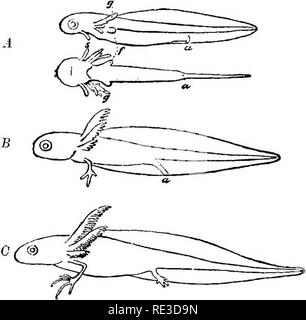 . Lehrbuch der Zoologie. Zoologie. Glas 3. Amphibien, 403. Viel mehr Piscine (s. 394) früher, als in den letzten Stadien. Wenn die Kaulquappen schlüpfen, sie sind in der Regel etwas im Gegensatz zu den voll entwickelten Larven bilden; zum Beispiel, die Gliedmaßen sind nicht vorhanden oder werden nur angegeben, und auf dem Kopf, gibt es häufig - Organe der Anhang, der Atrophie nach einer Zeit (Schwein. 327^Â £, und 3294). Die Verwandlung selbst, also der Wechsel von der Larven in die perfekte Form, etwas plötzlich beendet; die Änderungen werden in einer ziemlich kurzen Zeit erreicht. Die Größe erreicht, bevor Metamorphose variiert; Stockfoto