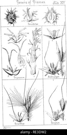 . Handbuch der Botanik der Norden der USA: einschließlich der Bezirk östlich des Mississippi und nördlich von North Carolina und Tennessee, nach dem natürlichen System. Botanik; Botanik. &Lt;ra-h. xiy. Bitte beachten Sie, dass diese Bilder sind von der gescannten Seite Bilder, die digital für die Lesbarkeit verbessert haben mögen - Färbung und Aussehen dieser Abbildungen können nicht perfekt dem Original ähneln. extrahiert. Grau, Asa, 1810-1888. New York: Ivison, Phinney, Blakeman Stockfoto