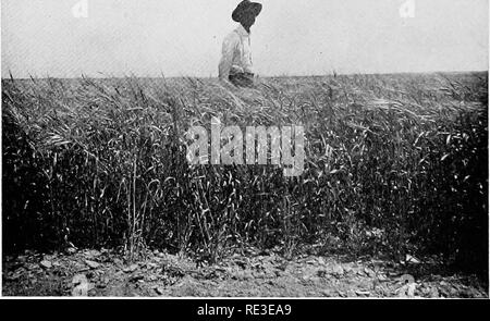 . Dry-farming: Prinzipien und Praxis. Trockene Landwirtschaft. Weizen angebaut Kontinuierliche!-^". Dritten ERNTE. Ertrag 4 Bushel pro Acre, FORSYTH TROCKEN-FARM. MONTANA Übersicht "böse Wirkung von konstanten Beschneiden' witiiciut Sommer Brache^ oder Drehung. "Weizen nach einem MniH; TL: KE-SA'l N (-I' erlauben, Ertrag •^r, Bushel pro Acre, FORSYTI-1-TROCKEN-Bauernhof, ML> NTAA. Bitte beachten Sie, dass diese Bilder sind von der gescannten Seite Bilder, die digital für die Lesbarkeit verbessert haben mögen - Färbung und Aussehen dieser Abbildungen können nicht perfekt dem Original ähneln. extrahiert. Macdonald, William. New York Stockfoto