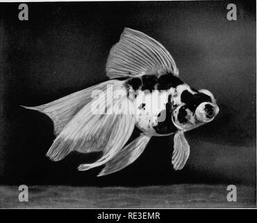 . Goldfisch Sorten und tropische Aquarium Fische; eine komplette Anleitung zum Aquarien und verwandten Themen. Aquarien; Goldfische. Fjg. 169. "Königin liegen", eine Viele-Zeit Prizewinning Maßstabloses Teleskop Goldfisch. Bitte beachten Sie, dass diese Bilder sind von der gescannten Seite Bilder, die digital für die Lesbarkeit verbessert haben mögen - Färbung und Aussehen dieser Abbildungen können nicht perfekt dem Original ähneln. extrahiert. Innes, William T. (William Thornton), 1874-1969. Philadelphia, Innes Stockfoto