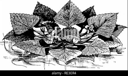 . Goldfisch Sorten und tropische Aquarium Fische; eine komplette Anleitung zum Aquarien und verwandten Themen. Aquarien; Goldfische. 196 GOLDFISCH SORTEN^ D. Abb. 149 ein. Wasser Kastanien produziert jeder) - Ohr von großen, harte Samen. Die großen. Schwarz, zwei Hörnern, Samen manchmal in chinesischen Geschäften verkauft werden, von einem eng verwandten Arten von Trapa. Kann der Händler nach; Iay 15. Obwohl WASSERHYAZINTHE Wasserhyazinthe, Eichhornia, gilt als Schädling in ihrer Heimat aufgrund der Verstopfung Flüsse und Seen, es ist nicht weniger ein Liebling mit der Aquarianer, besonders der Züchter Goldfische. Seine lange Stockfoto