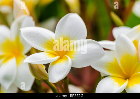 Plumeria rubra Blumen, mit Sonnenlicht Stockfoto