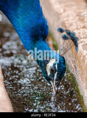 Indische Pfau (Pavo cristatus) Trinkwasser Stockfoto