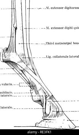 . Die topographische Anatomie der Glieder des Pferdes. Pferde; Physiologie. 90 TOPOGRAPHISCHE ANATOMIE 0 Â ¥ die Gelenkkapsel (capsula articularis) hat die übliche Ausrüstung auf den Gelenkknorpel Margen der zwei Knochen, die in die forma-tion der Gemeinsamen eingeben. Die dorsale Teil der Kapsel ist der stärkste, und wird durch die Sehne des Gemeinsamen extensor Muskel unterstützt. Auf jeder Seite ist es mit einem collateral Ligament verbunden; und hinter, wo es dünn ist, die geraden sesamoidean Ligament, des ureas Bänder, und die Einfügung der oberflächlichen Beugesehne aftbrd unterstützen. Vierte metacarpal Stockfoto