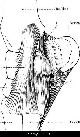 . Die topographische Anatomie der Glieder des Pferdes. Pferde; Physiologie. 74 TOPOGRAPHISCHE ANATOMIE DER synovialen Futter der Gelenkkapsel ist in drei Teile im Einvernehmen mit den drei Artikulationen, in dem die Kapsel verlängert unterteilt. Seine radiocarpal Teil ist die umfangreichste, schmiert die Radio - Karpaltunnelsyndrom und ist kontinuierlich mit den Äußerungen der Zubehör Karpaltunnelsyndrom (pisiform) Knochen. Es schmiert auch die Gelenke zwischen den benachbarten Knochen des proximalen Zeile oberhalb der interosseous Bänder. Die intercarpal Teil der synovialen Futter schmiert die Kadial carpal b Stockfoto