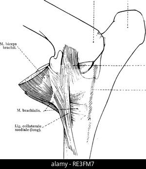 . Die topographische Anatomie der Glieder des Pferdes. Pferde; Physiologie. 70 TOPOGRAPHISCHE ANATOMIE DER Aspekt des gemeinsamen, wo es durch schräge Fasern verstärkt wird; aber hinter, wo es durch die anconeus und Trizeps Muskeln unterstützt werden, ist es viel schwächer und mehr Häutig. Die Kapsel ist sehr fest haftende, um die Sehnen der verschiedenen Muskeln, die das proximale Ende des Radius eingesetzt sind, und jene, die Herkunft aus dem distalen Ende des Humerus; und seine synovial Futter ist für eine kurze Strecke entlang der Sehnen der Ursprung der Beugemuskeln des lledial epicondyle ol h fortgesetzt Stockfoto