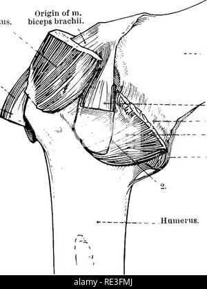 . Die topographische Anatomie der Glieder des Pferdes. Pferde; Physiologie. 68 TOPOGRAPHISCHE ANATOMIE OP die Notwendigkeit für viele und starke Bänder in Verbindung mit der Gemeinsamen durch die Anwesenheit der zahlreichen starken Muskeln, die das Gelenk Surround vermieden wird und der Knochen in ihrem Platz zu halten. Wie bereits erwähnt wurde, die Dicke Einfügungen Der subscapular und infraspinous Muskeln handeln funktional als Sicherheiten Bänder; während die supraspinous, Bizeps und Trizeps knöcherne Anlagen innerhalb einer kurzen Entfernung von der Gemeinsamen. Ein weiterer Faktor für die Beibehaltung der Knochen in der App Stockfoto