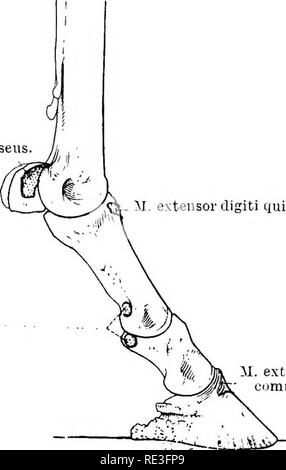 . Die topographische Anatomie der Glieder des Pferdes. Pferde; Physiologie. 58 TOPOGKAPHICAL ANATOMIE DES kommt an der distalen Teil der Mittelhand nur leicht abgeflacht ist. FroiD diesem Punkt an die Abflachung wird mehr und mehr pro-Epidermis. In den distalen Viertel der Mittelhand die Sehne des oberflächlichen flexor hat eine ringförmige Anhängsel, durch die die Sehne des Deep flexor verläuft. Ungefähr in der Mitte der ersten Phalanx der oberflächlichen Sehne spaltet sich in zwei Gliedmaßen, die auf dem proximalen Teil des ureas Aspekt des zweiten Phalanx und der sofort ad eingefügt werden Stockfoto