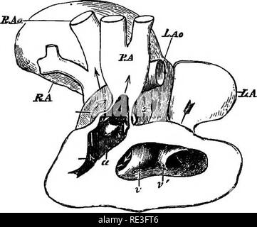 . Ein Lehrbuch der Tierphysiologie, mit einführenden Kapiteln über die allgemeine Biologie und eine vollständige Behandlung der Fortpflanzung... Physiologie, Vergleichende. S. Ao.. Bitte beachten Sie, dass diese Bilder sind von der gescannten Seite Bilder, die digital für die Lesbarkeit verbessert haben mögen - Färbung und Aussehen dieser Abbildungen können nicht perfekt dem Original ähneln. extrahiert. Mühlen, Wesley, 1847-1915. New York, D. Appleton Stockfoto