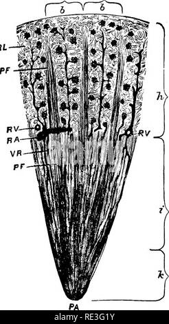 . Die Physiologie der Tiere... Physiologie, Vergleichende ; tierärztliche Physiologie. 642 PHYSIOLOGIE DER TIERE. das Blut, das durch diese Serie der Kapillaren bestanden hat, wieder un-dergoes Unterteilung in einem zweiten Netz von Kapillaren rund um die Harnwege Tubuli verteilt. In der Glomerulus ist die Filtra- Apparat, in dem, durch den Einfluss von Blutdruck, der Stoffe in der Lösung im Blut gehalten - Serum kann aus dem Blut entfernt und gezwungen, in das Innere des Beginns der Harnwege Tubuli werden dargestellt. Die Bedingungen sind also, Evi Stockfoto