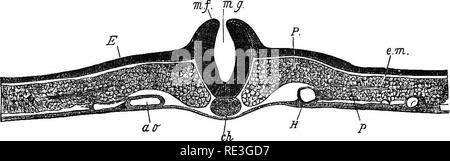 . Ein Lehrbuch der Tierphysiologie, mit einführenden Kapiteln über die allgemeine Biologie und eine vollständige Behandlung der Fortpflanzung... Physiologie, Vergleichende. Abb. 105.- Querschnitt embryo Küken am Ende des ersten Tages (nach KBUiker). M-, meso-Blast; H, hypoblast; m, medulläres Platte;^, epiblast; mg, medulläres Nut; m/, mich - dullary Falten; eft, Chorda dorsalis; P, protovertebral Platte; dm, Teilung von Mesoderm. Die notoehord, Kennzeichnung - Geleitete die Zukunft hony Achse des Körpers, kann auch während des ersten Tages als eine lineare Erweiterung markiert gesehen werden, gerade unter der Medulläre Groove. Die cleav -. Fis. Stockfoto