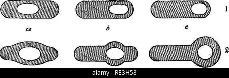 . Pathogene Mikroorganismen. Ein text-Buch der Mikrobiologie für Ärzte und Studenten der Medizin. (Auf Williams' Bakteriologie). Bakteriologie; pathogenen Bakterien. 153 Allgemeine Biologie OE MIKROORGANISMEN tached nach Zell-Division, bilden Gruppen von zwei, diplo-hacillus, oder viele Zellen bleiben montiert, lange Fäden, strepto-bazillus zu bilden. Endospore Formation kommt fast ausschließlich in der bacteriaceae und die Form der Sporen tragende Zelle unterscheidet sich für die verschiedenen Arten und ist. ziemlich konstant für eine Spezies.. tQ3 Schwein. 67.- Position von Sporen; daraus resultierenden Formen (schematische), ein. Mir Stockfoto