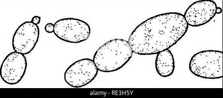 . Pathogene Mikroorganismen. Ein text-Buch der Mikrobiologie für Ärzte und Studenten der Medizin. (Auf Williams' Bakteriologie). Bakteriologie; pathogenen Bakterien. 146 Allgemeine Biologie von MICKO MIKROORGANISMEN Krankheiten von Menschen oder anderen Tieren haben gezeigt wurden aufgrund der ihnen zu sein, obwohl die ersten Krankheiten bewährt Durch micro-Orgel-lastig sind, die sich von bestimmten Formen verursacht. Die Formen besitzen die allgemeinen morphologischen Merkmale von Pflanzen mit Ausnahme der ab-Gefühl von Chlorophyll.. cx&gt;. Bitte beachten Sie, dass diese Bilder aus gescannten Seite Bilder, die digital verbessert worden sein können extrahiert werden Stockfoto