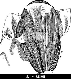 . Die Anatomie des Pferdes, eine Sektion. Pferde. Zerlegung DER KOPF UND HALS. 215 Drüse. In der Struktur ist der Racemose Typ, ähnlich der Speicheldrüsen, aber da in der Textur Looser. Seine Absonderung wird durch eine Reihe von Kanälen, die auf der Augenoberfläche der oberen Augenlid öffnen entladen, in der Nähe der zeitlichen canthus. Die Stopfbuchse entfernt werden soll. Die LEVATOR PALPEBRiE Superioris wird auf Seite 179 beschrieben. Die Mbmbrana Nictitans und seiner Verbindung mit dem Fettgewebe der Kavität sind auf Seite 177 beschrieben. Muskeln des SyebalL - das sind sieben an der Zahl, nämlich vier recti, auf Stockfoto