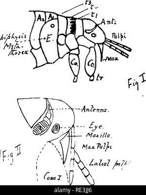 . Die praktische Untersuchung von Malaria und andere Parasiten im Blut. Malaria; Mücken; dem Namen Trypanosoma; Blut. Xv. Bitte beachten Sie, dass diese Bilder sind von der gescannten Seite Bilder, die digital für die Lesbarkeit verbessert haben mögen - Färbung und Aussehen dieser Abbildungen können nicht perfekt dem Original ähneln. extrahiert. Stephens, John William Watson, 1865 -; Christophers, S.R. (Samuel Rickard), 1873; Liverpool Schule für Tropenmedizin. London, Pub. Für die Univ. Press von Liverpool von Williams & Amp; Norgate Stockfoto