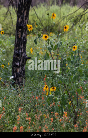 Gila Wilderness, Catron County, New Mexico, USA Stockfoto