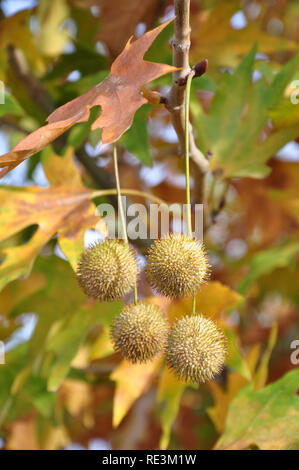 Herbst Hintergrund mit ebene Baum Blätter und Früchte Stockfoto