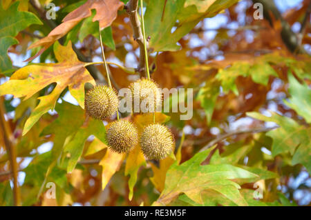 Herbst Hintergrund mit ebene Baum Blätter und Früchte Stockfoto