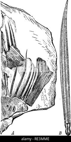 . Ein Handbuch der cryptogamic Botanik. Kryptogamen. Fossile VASKULÄRE KRYPTOGAMEN 127 Pässe, und aus der Marge, die Feder, die das Hnear-Ianceolate freien Teile der Blätter. Annularia wurde von einigen Autoren als Stauden Wasserpflanzen" angesehen; aber es gibt wenig Zweifel, dass es sich um die Zweige und Laub von calamites. Die fruktifikation der Calamariese, unter dem Namen Calamostachys witv beschrieben, die Volkmannia (Stbg) und identifiziert werden. J.-Blätter von Calamitina. (Nach Weiss.). Bitte beachten Sie, dass diese Bilder aus gescannten Seite Bilder, digitale wurden extrahiert werden Stockfoto