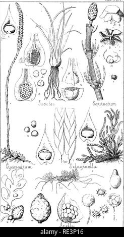 . Handbuch der Botanik der Norden der USA: einschließlich der Bezirk östlich des Mississippi und nördlich von North Carolina und Tennessee, nach dem natürlichen System. Botanik; Botanik. UenetM, cf X-ucjpiscli. acece, Squisetacece, Cc -&gt; IX. 3^^". Bitte beachten Sie, dass diese Bilder sind von der gescannten Seite Bilder, die digital für die Lesbarkeit verbessert haben mögen - Färbung und Aussehen dieser Abbildungen können nicht perfekt dem Original ähneln. extrahiert. Grau, Asa, 1810-1888. New York: Ivison, Phinney, Blakeman Stockfoto