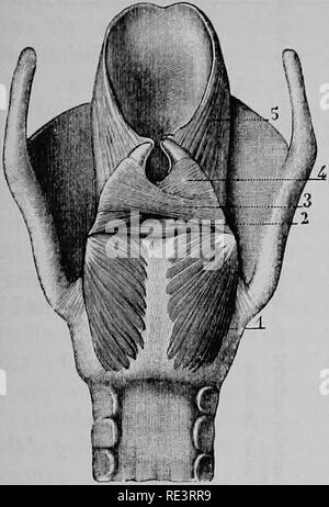 . Ein Lehrbuch der Tierphysiologie, mit einführenden Kapiteln über die allgemeine Biologie und eine vollständige Behandlung der Fortpflanzung... Physiologie, Vergleichende. Die Stimme und Sprache. 641. Bitte beachten Sie, dass diese Bilder sind von der gescannten Seite Bilder, die digital für die Lesbarkeit verbessert haben mögen - Färbung und Aussehen dieser Abbildungen können nicht perfekt dem Original ähneln. extrahiert. Mühlen, Wesley, 1847-1915. New York, D. Appleton Stockfoto