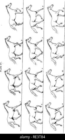 . Die Physiologie der Tiere... Physiologie, Vergleichende ; tierärztliche Physiologie. Ha&gt; H+&gt;+ • 0 H B. Bitte beachten Sie, dass diese Bilder sind von der gescannten Seite Bilder, die digital für die Lesbarkeit verbessert haben mögen - Färbung und Aussehen dieser Abbildungen können nicht perfekt dem Original ähneln. extrahiert. Smith, Robert Meade, 1854 -. Chicago, A. Eger Stockfoto