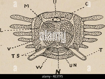 . Stachelhäuter von Connecticut. Stachelhäuter - Connecticut. CONNECTICUT GEOL. Und NAT. HIST. Umfrage. [Bull. zentralen Hohlraum von Verdauungs- und Fortpflanzungsorgane besetzt, die körperhöhle im Arm des ophiuran ist nur durch einen schmalen Kanal (Abb. dargestellt. 10). Jeder Arm besteht aus einer großen Anzahl von ähnlichen Segmenten gemacht. Der Großteil der Arm besteht aus einer Reihe von Festen, zylindrischen Scheiben, genannt Wirbel, die so angeordnet sind, in einer einzigen Zeile zu Ende, und nach und nach an die Spitze des Arm.. TS-- XS Abb. 10. Diagramm der Querschnitt der Arm einer ophiuran. C, Zweig der zölom; L, lat. Stockfoto