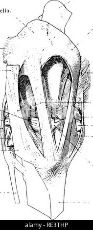 . Die topographische Anatomie der Glieder des Pferdes. Pferde; Physiologie. 156 TOPOGRAPHISCHE ANATOMIE OP Schicht Kleidung die Kreuzbänder in der Weise in zwei Beuteln aufgeteilt werden. Wie bereits erwähnt, die Gemeinsame-Kapseln der dabei patellar und dabei Schienbeinkopf artikulationen sind miteinander in Kontakt distal der Patella, aber es muss darauf hingewiesen werden, dass eine beträchtliche Menge an Fett trennt, dabei ist das schienbein Capsule vom patellar sehnen. Auf der Öffnung des gemeinsamen-Kapsel Es wird festgestellt, dass aufgrund seiner Fixierung auf die Marge der interarticular Knorpel, jedes synovial werden Stockfoto