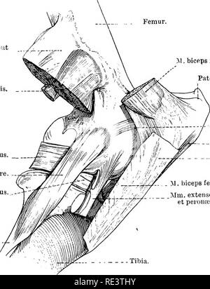 . Die topographische Anatomie der Glieder des Pferdes. Pferde; Physiologie. Die gliedmassen DES HOKSE 155 Die drei, leicht konvergierende, patellar Sehnen (ligamenta patellae) der einzelnen Bänder von Mensch und Hund entsprechen. Die seitlichen und mittleren Bänder Feder aus dem seitlichen und distalen Winkel bzw. der Patella. Die medialen Ligaments ist mit der Patella ergänzenden Knorpel verbunden. Die distale Anhang jedes Bandes ist mit dem tuberosity des Schienbeins, dem Mittleren ligament zum distalen Teil der Nut fixiert werden - wie die Depression des tuberosity. Die seitlichen Bänder Stockfoto