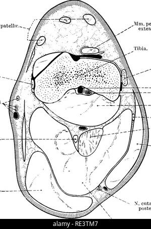 . Die topographische Anatomie der Glieder des Pferdes. Pferde; Physiologie. Die gliedmassen oder HOESE 141 Der Synovialen Mantel der extensor digitorum Longus beginnt leicht über dem lateralen malleolus und erstreckt sich über den Tarsus und in den proximalen Drittel der Hintermittelfuss. Eine Ummantelung aus sehr ähnlich, allerdings ausgehend von einem eher proximalen, umgibt die Sehne des peronseus Longus, da Sie die Nut an der lateralen malleolus und schräg über den tarsus. Da die Sehnen der extensor digitorum Longus und peronseus Longus zusammen und melden Sie ihre syno - LIGAMENTA PA Stockfoto