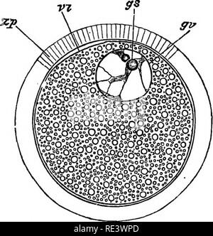 . Ein Lehrbuch der Tierphysiologie, mit einführenden Kapiteln über die allgemeine Biologie und eine vollständige Behandlung der Fortpflanzung... Physiologie, Vergleichende. 54: TIERPHYSIOLOGIE. wird durch die Liologist Entwicklung bezeichnet, aber wMch ex werden von den physiologen wie die Umwandlung von potentieller in kinetische Energie oder die Energie der Bewegung gedrückt wird. Angesehen chemische - Ally, es ist die oft wiederholte Geschichte von der Produktion von Formen, von mehr Stabilität und Einfachheit von instabiler und Kom-plex, bei denen während des Prozesses der Oxidation; für sie muss immer im Auge behalten werden, dass das Leben und die Oxidation ar Stockfoto