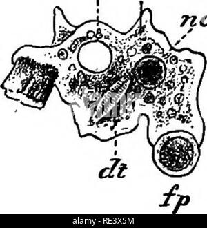 . Ein Lehrbuch der Tierphysiologie, mit einführenden Kapiteln über die allgemeine Biologie und eine vollständige Behandlung der Fortpflanzung... Physiologie, Vergleichende. Fio. 9.. Bitte beachten Sie, dass diese Bilder sind von der gescannten Seite Bilder, die digital für die Lesbarkeit verbessert haben mögen - Färbung und Aussehen dieser Abbildungen können nicht perfekt dem Original ähneln. extrahiert. Mühlen, Wesley, 1847-1915. New York, D. Appleton Stockfoto