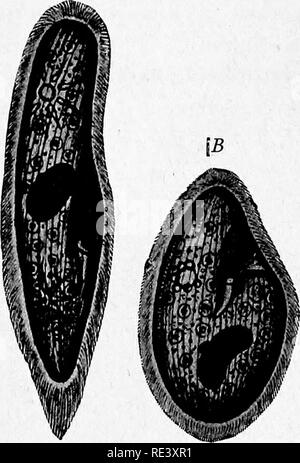 . Pathogene Mikroorganismen. Ein text-Buch der Mikrobiologie für Ärzte und Studenten der Medizin. (Auf Williams' Bakteriologie). Bakteriologie; pathogenen Bakterien. CILIOPHORA 453 Abtretung zu bilden acht Kerne, von denen vier Vergrößern macronuclei zu werden, bleibt man als micronucleus und drei disin-tegrate und verschwinden. Die micronucleus dividiert durch die mitose und die Zelle teilt zwei paramaecia zu bilden, enthalten jeweils-Ing eine micronucleus und zwei^ macronuclei. Die nächste Abteilung gibt Anlass zu Zellen, welche die normale Anzahl von Kernen, einer micronucleus und eine makro-Kern. Th Stockfoto