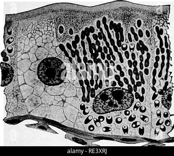 . Pathogene Mikroorganismen. Ein text-Buch der Mikrobiologie für Ärzte und Studenten der Medizin. (Auf Williams' Bakteriologie). Bakteriologie; pathogenen Bakterien. 4SI SPOROZOA Sporen sind wieder hergestellt. P6 Sole ist eine Krankheit, die von größter Bedeutung für die seidenraupe Industrie. Es ist effektiv eingeschränkt. S^Wi^Abb. 215.-- Nosetna bombycis. Abschnitt Darmepithel von silkworfn Übersicht Sporen von Nosema und auch die eigentümliche Multiplikation, die das Wachstum von Schimmel. {Aus Doflein nach Stempell.) (Siehe auch Abb. 83, S. 165.) Durch eine sorgfältige mikroskopische Untersuchung von allen si Stockfoto
