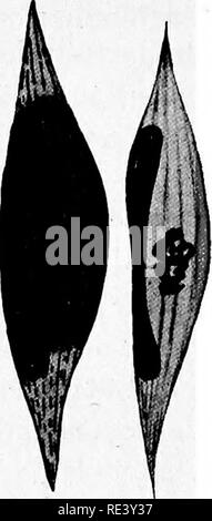 . Pathogene Mikroorganismen. Ein text-Buch der Mikrobiologie für Ärzte und Studenten der Medizin. (Auf Williams' Bakteriologie). Bakteriologie; pathogenen Bakterien. 434 SPEZIFISCHE MIKROORGANISMEN bekannt als ookinete. Die weitere Entwicklung ist nicht beobachtet worden, aber es kann kaum Zweifel daran, dass die weitere Stufen der sporogony und auch die versäumte Etappen der schizogony in der Vogel etwas sind analog zu denen von H. columbcR oder zu denen Der plasmodien der menschlichen Malaria. Ob die halteridia Die in verschiedenen Arten von Vögeln auftreten, werden alle von einer Spezies nicht entschieden ohne Furt. Stockfoto