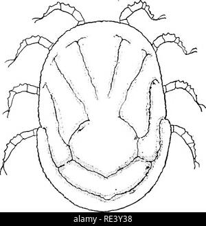 . Entomologie für medizinische Offiziere. Schädlinge und Insekten als Überträger von Krankheiten. Um ACARINA: die Zecken 283 in der Malpighian Tubuli der Tick, in eine Art latente Form und nicht im Wege der Speicheldrüsen,. Abb. 124.- Ornithodorus movibata. Aber durch den Bissen zu verschmutzen mit den Ausscheidungen der Tick, auf den Augenblick der Zufügung. (Die Malpighian. Bitte beachten Sie, dass diese Bilder aus gescannten Seite Bilder, die digital für die Lesbarkeit verbessert haben mögen - Färbung und Aussehen dieser Abbildungen können nicht perfekt dem Original ähneln extrahiert werden. Stockfoto