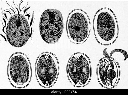 . Pathogene Mikroorganismen. Ein text-Buch der Mikrobiologie für Ärzte und Studenten der Medizin. (Auf Williams' Bakteriologie). Bakteriologie; pathogenen Bakterien. Abb. 186.- Cyclospora caryolytica. A, weibliche Zelle (agamete) innerhalb des Hosts Kern. B und C, mehrere Division. D, eine kostenlose Junge weibliche agamete. {Aus Dofiein nach Schaudinn.) Zytoplasma. Der Zellkern durchläuft zwei Reduktion (Reifung) Bereiche, und eine Tochter Kern bleibt, während die andere A B C D E P G H Abb. 187.- Cyclospora caryolytica. &Gt; 1, Düngung. B, befruchteten Zelle. C, Fer-tilized Zelle (oozysten) mit Zyste Stockfoto